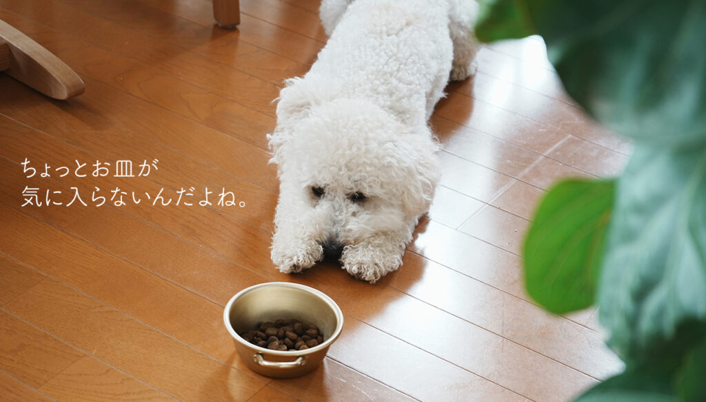 トイプードル2歳様子