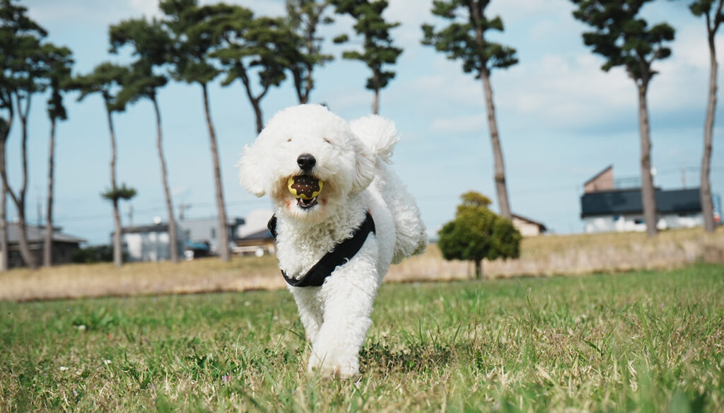 トイプードル2歳様子