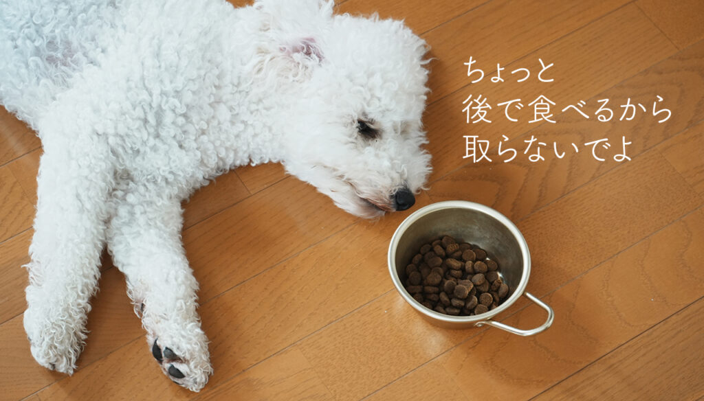 トイプードル2歳様子