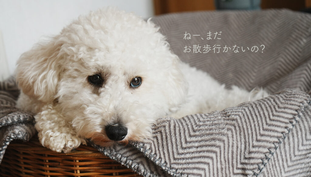 トイプードル2歳様子