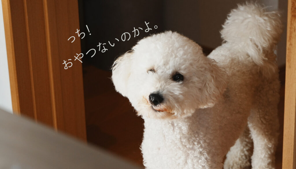 トイプードル2歳様子