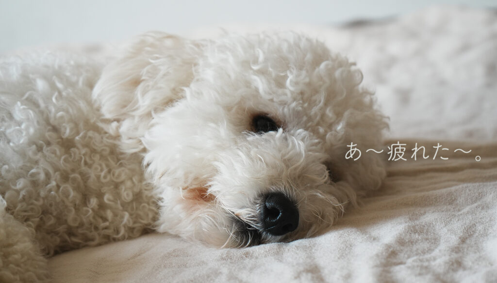 トイプードル2歳様子