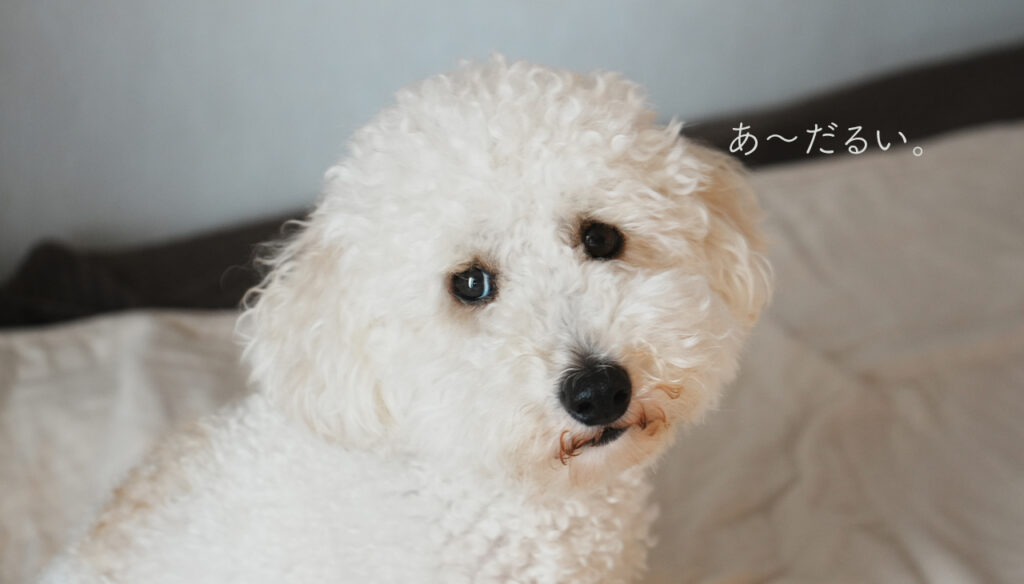 トイプードル2歳様子